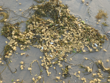Image courtesy Sea-Mer Association.